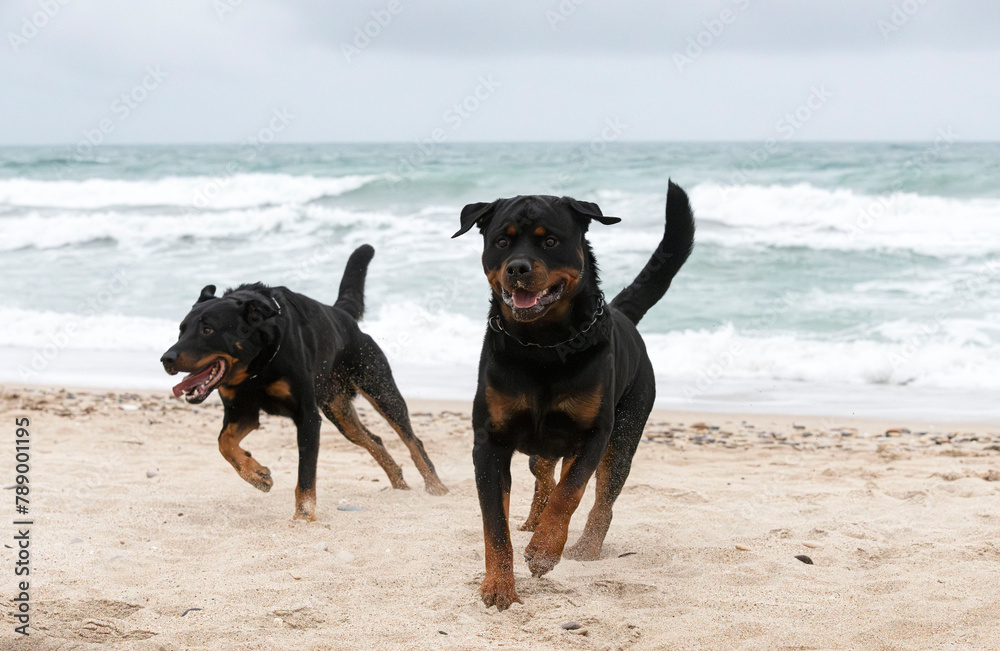 Wall mural rottweiler and beauceron on the beach