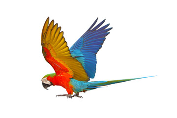 Colorful flying Harlequin Macaw parrot isolated on transparent background png file