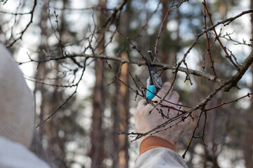 Man pruning trees in the garden. Spring. Close up view.
