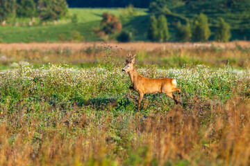 Roe deer walk on a flowering meadow in the summer