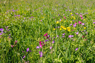 Flower meadow with wild flowers in summer