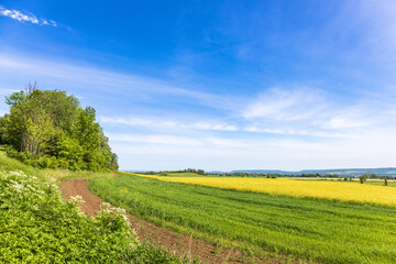 View at a rural landscape with flowering rapeseed