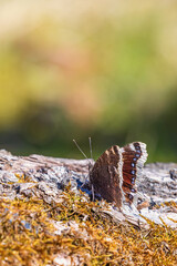 Beautiful Mourning cloak butterfly in the sunshine