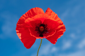 close-up photo, beautiful red flower, poppy	
