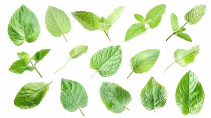 Fresh mint leaves collection, isolated fresh herbal ingredient for cooking and aromatherapy