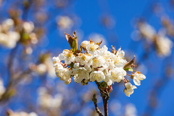 Flowering cherry flowers at spring