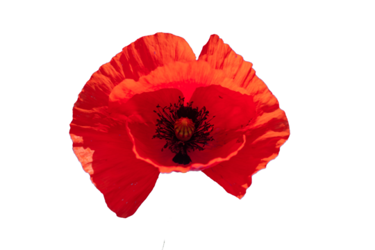 close-up photo, beautiful red flower, poppy	
