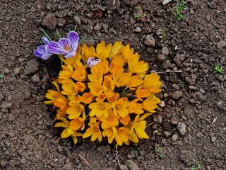 crocus flowers growing in the garden