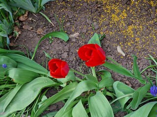tulip flowers growing in the garden