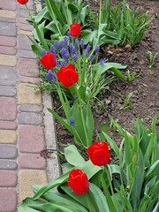 tulip flowers growing in the garden