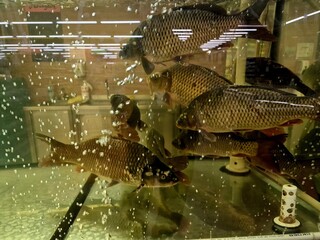 carp fish swim in the aquarium