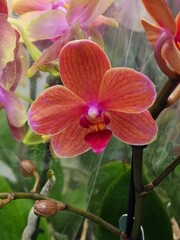 orchid flowers growing in a greenhouse