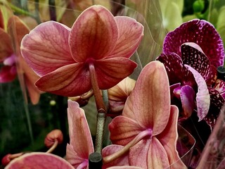 orchid flowers growing in a greenhouse