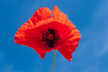 close-up photo, beautiful red flower, poppy