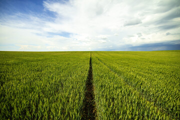 Verdant wheat field with path under cloudy sky