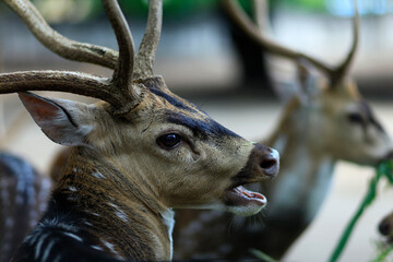 The head of a male spotted deer (Axis axis), a grass-eating mammal. Male deer are aggressive to show their dominance in groups, and sometimes to protect their territories.