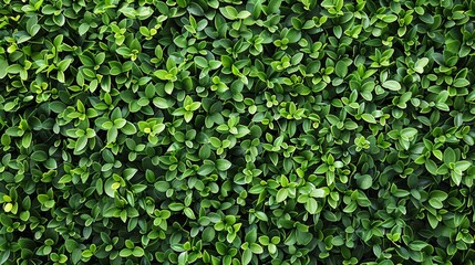 Lush Tapestry of Green: Top View of a Dense and Vibrant Leafy Background