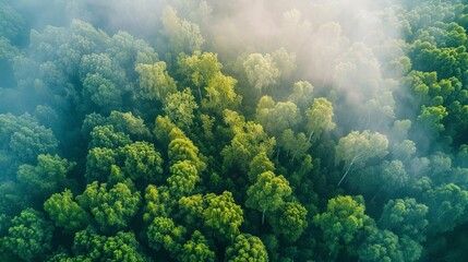 Global carbon offset marketplace ensuring transparency and credibility worldwide