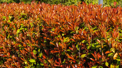 Beautiful red, orange and green leaves of Photinia fraseri 'Red Robin' shrub glow in sun. Krasnodar city park or Galitsky landscape park in sunny spring of 2024. Nature concept