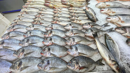 Dorado fish on counter in fish shop. Fresh seafood on crushed ice at fish market. Raw dorado, seabass and salmon fillet on display counter at store. Fish filleting
