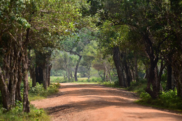 path in the park