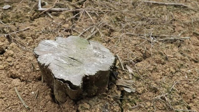 Close-up shot of the trunk of a chopped tree.