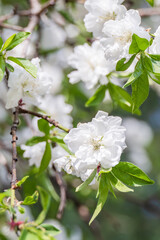 The white double flower of the prunus persica. warm sunshine - prunus persica ‘alboplena’