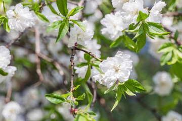 The white double flower of the prunus persica. warm sunshine - prunus persica ‘alboplena’