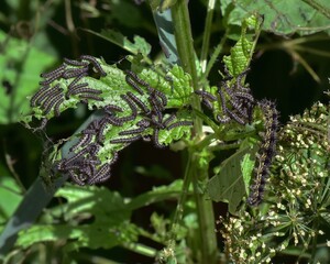 Caterpillars on a plant