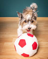 Cute photo of a Yorkshire Terrier dog with a ball on a green background.