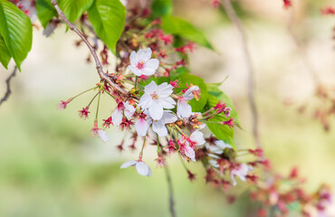 White cherry blossom leaves of King cherry tree. Prunus × yedoensis,  Cerasus × yedoensis, Prunus nudiflora