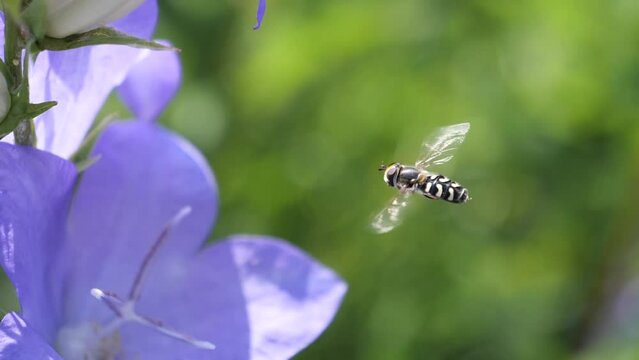 Flying insect and gathering pollen from purple flowers