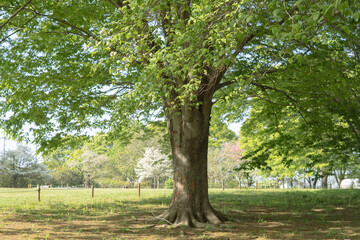 Fototapeta na wymiar ぼかした芝地に大きな木【智光山公園】日本埼玉県