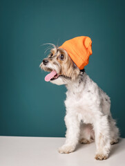 Cute photo of a Yorkshire Terrier dog wearing an orange hat on a green background.