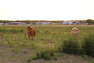 2 Kühe stehen auf einer Weide vor dem Industriegebiet Hämmer in Menden im Sauerland