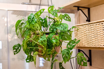 Monstera adansonii the Adanson's monstera, Swiss cheese plant or five holes plant in hanging flowerpot as a decor for bathroom interior