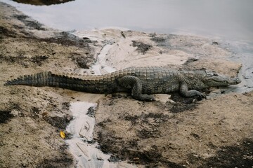 Crocodile: ancient reptile with armored body, powerful jaws, and ability to lurk stealthily in...