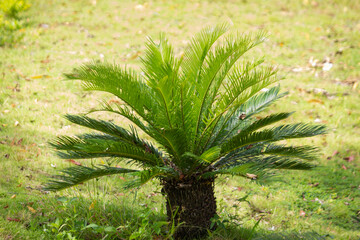 Fototapeta premium Cycas revoluta or called Sago palms is a species of Cycas revoluta or called Sago palms is a species of Cycas revoluta or called Sago palms is a species of gymnosperm in the family of Cycadaceae