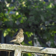 sparrow on a fence