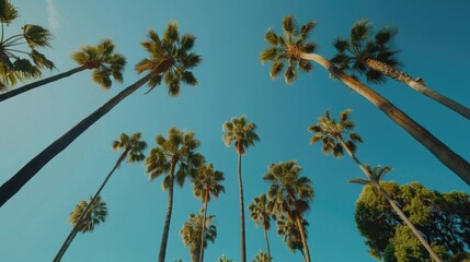 Low angle view of palm trees with blue sky.