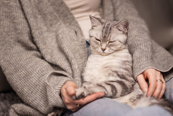 beautiful, gray British cat in the arms of the mistress in a home environment.