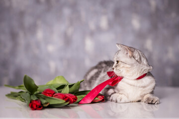 beautiful, gray British cat with a bow on her neck and red tulips in a home environment.