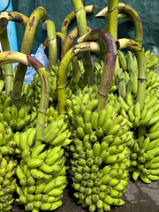 a green bunch of banana on a fruit market - fresh bananas for healthy eating