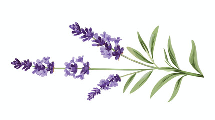 Purple lavender or lavandula with stem and leaves isolated
