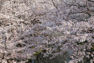 京都伏見 伏見運河と満開の桜