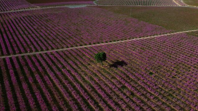 Un árbol en el meio de una plantación de melocotones con flores de color rosa . Gran agricultura de melocotones ciudad de  Aitona Lleida,  España.