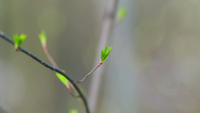 Green New Spring Buds On A Tree Branch In Early Spring. Young Spring Branch Sways In Wind. Gimbal Stabilize.