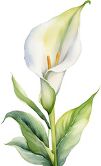 water color calla lily 5