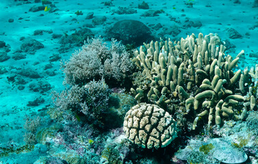 Korallen auf dem Meeresgrund