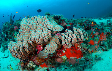 Korallen auf dem Meeresgrund - 789030969